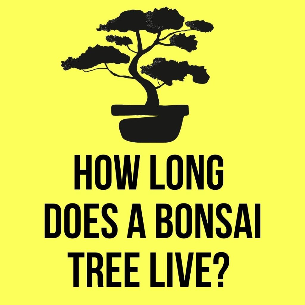 How long does a bonsai tree live