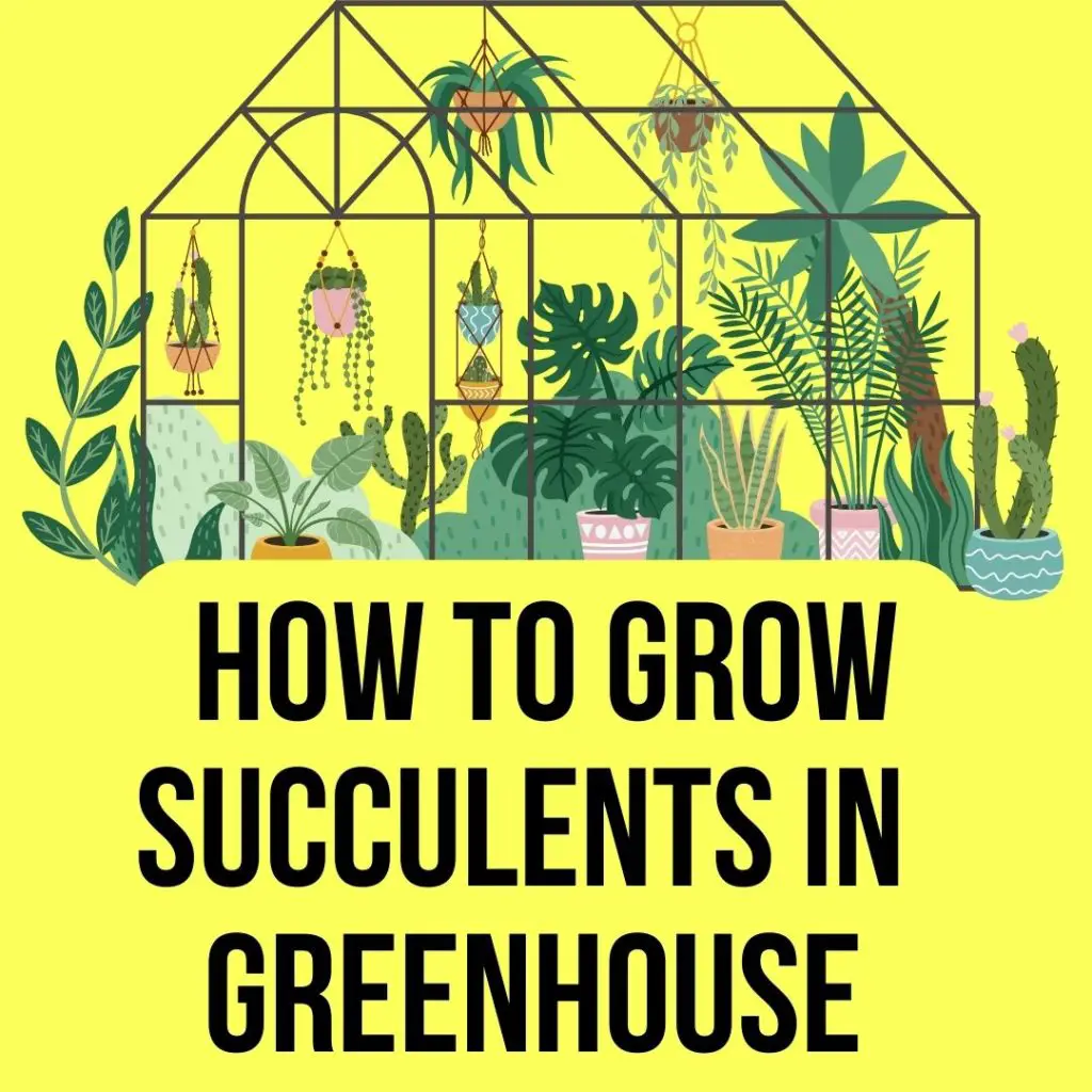 How to Grow Succulents in A Greenhouse