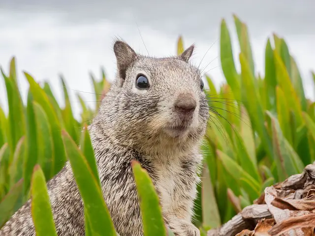 How to Keep Squirrels Away from Succulents