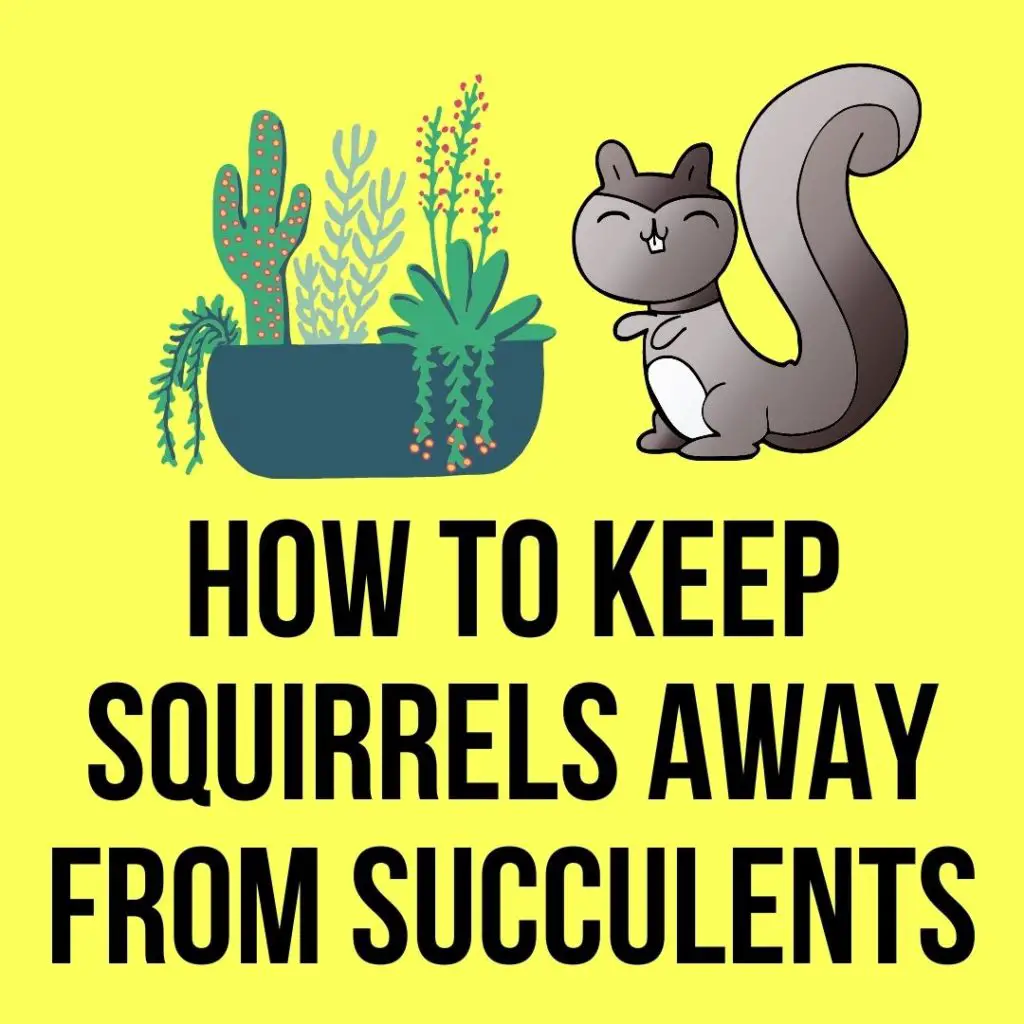 How to Keep Squirrels Away from Succulents