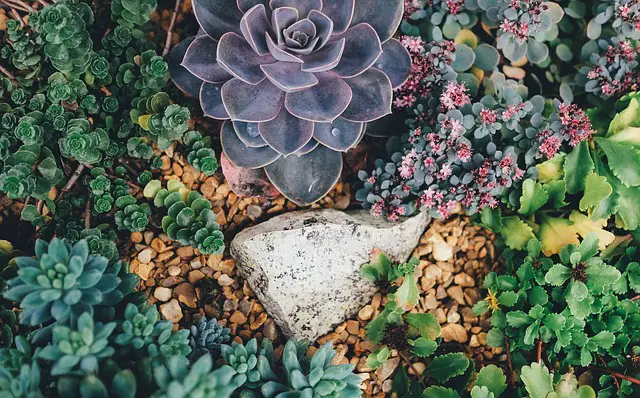 How to Make Succulents Grow Bigger