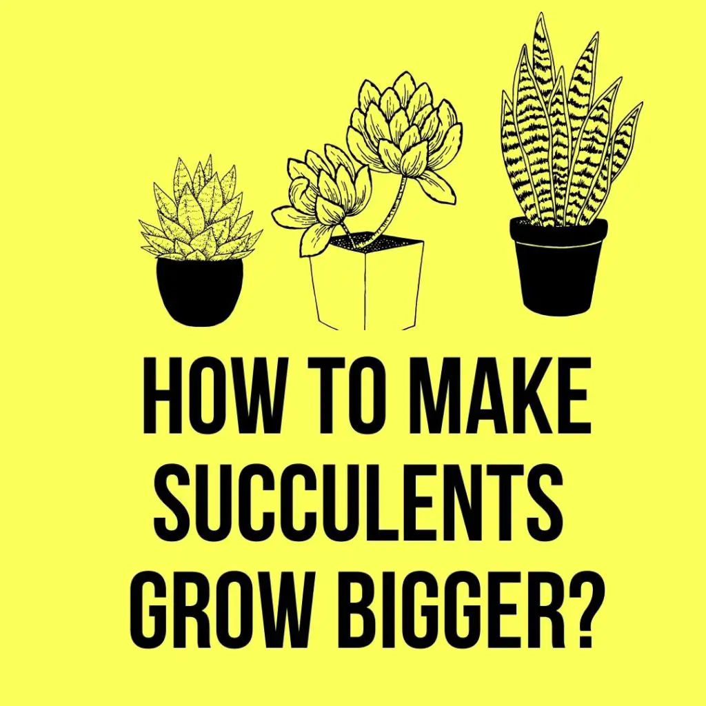 How to Make Succulents Grow Bigger