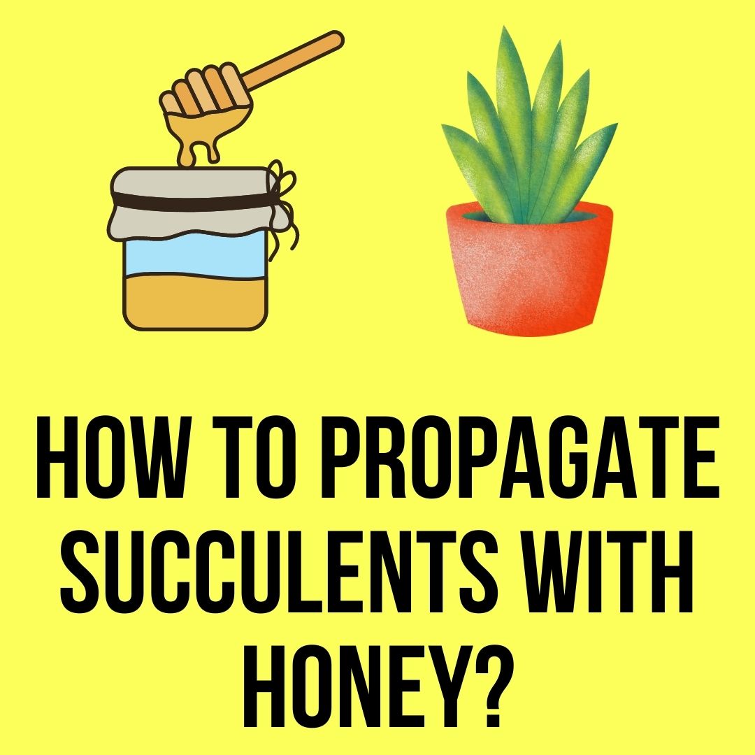 How to Propagate Succulents with Honey