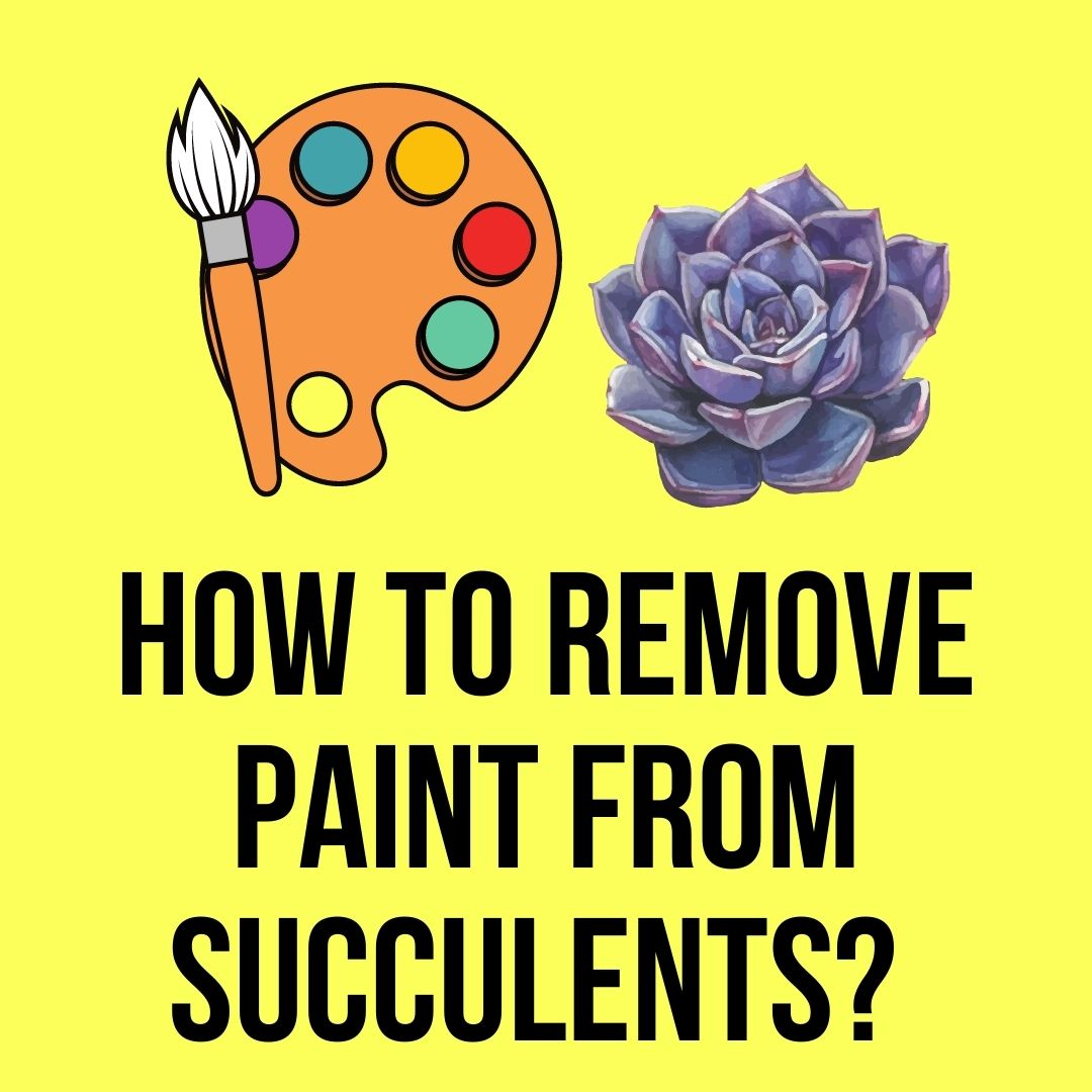 How to Remove Paint from Succulents