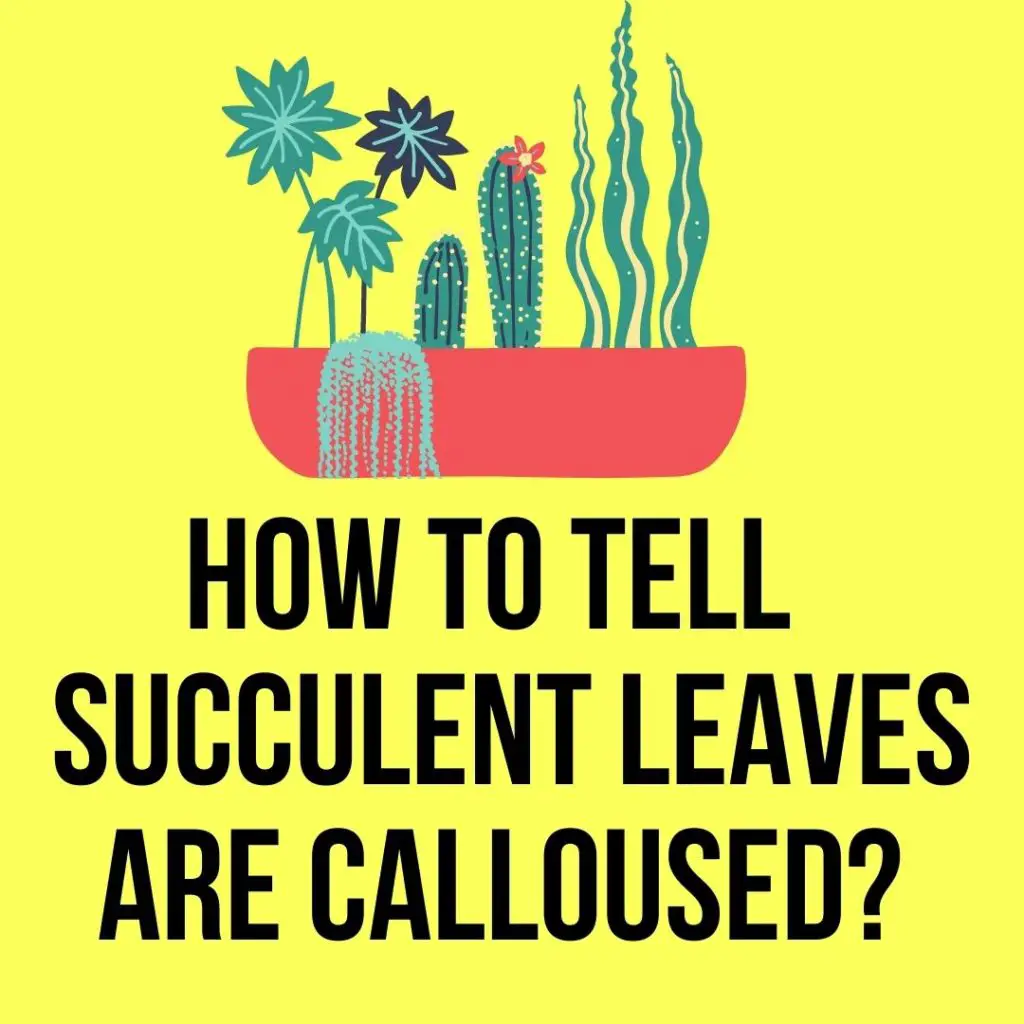 How to Tell if Succulent Leaves are Calloused