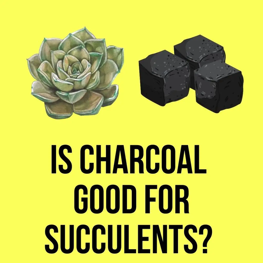 Is Charcoal Good for Succulents