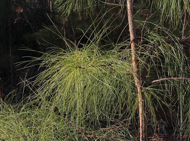 Loblolly Pine Bonsai