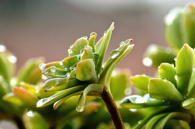 Water Therapy for Succulents