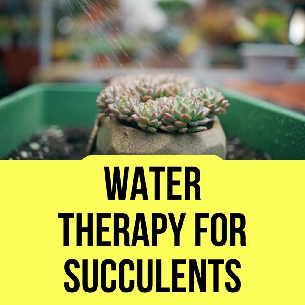 Water Therapy for Succulents