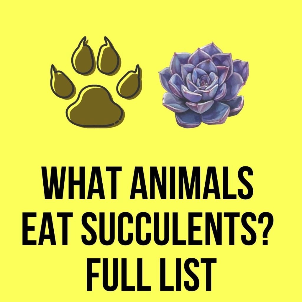 What Animals Eat Succulents