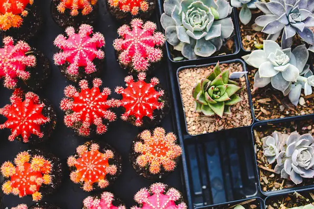What succulents can be planted together