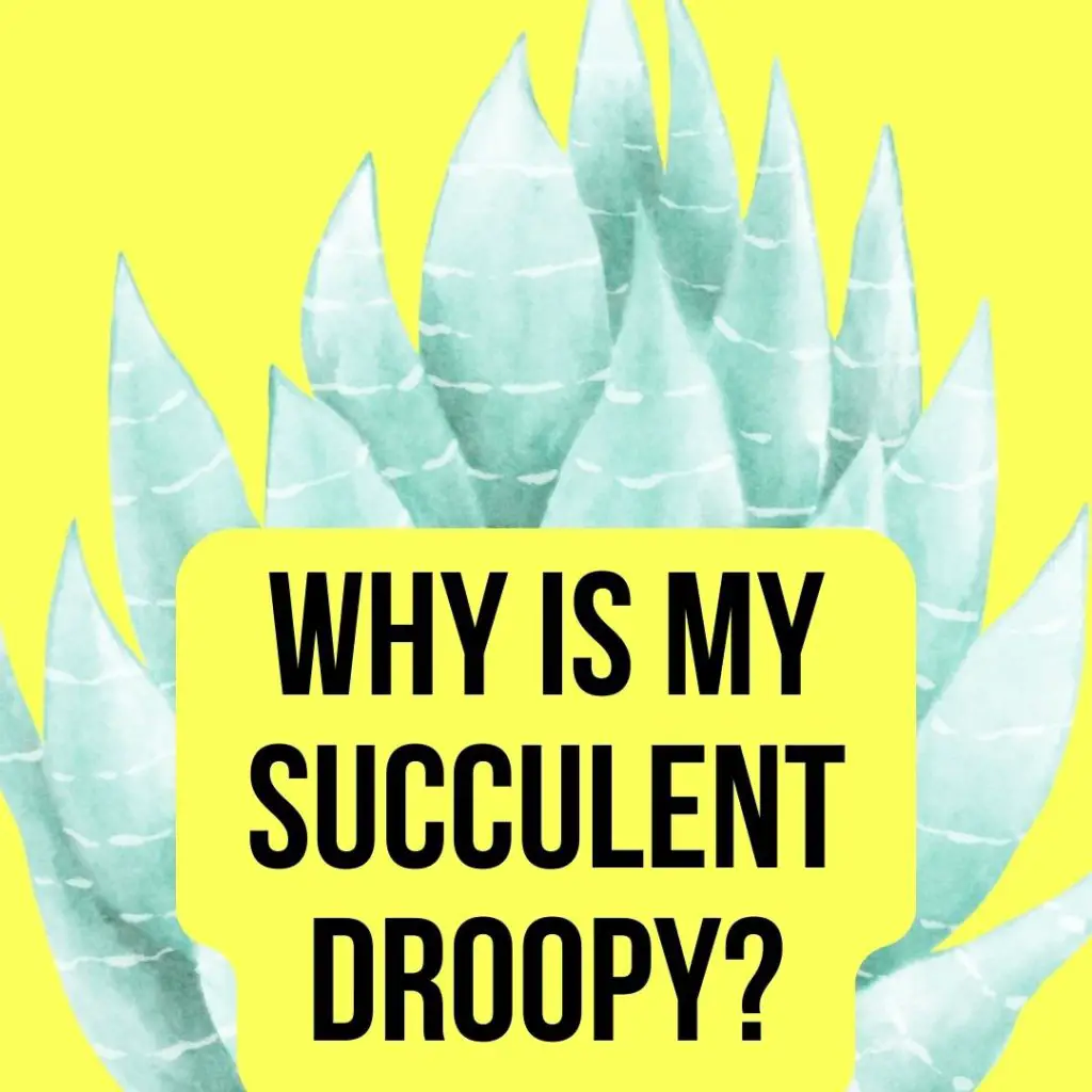 Why is My Succulent Droopy