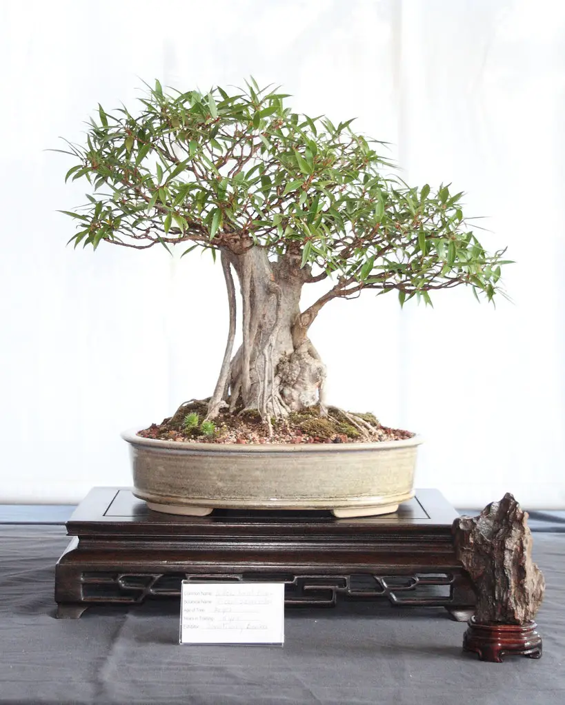 Willow Leaf Ficus bonsai