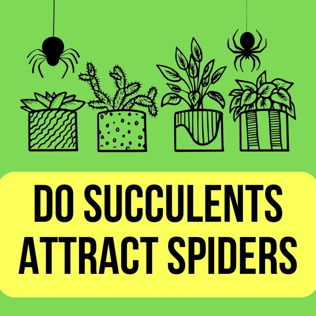 Do Succulents Attract Spiders