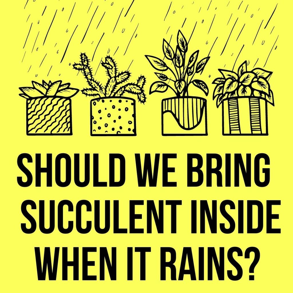 Should You Bring Your Succulent Inside when it Rains
