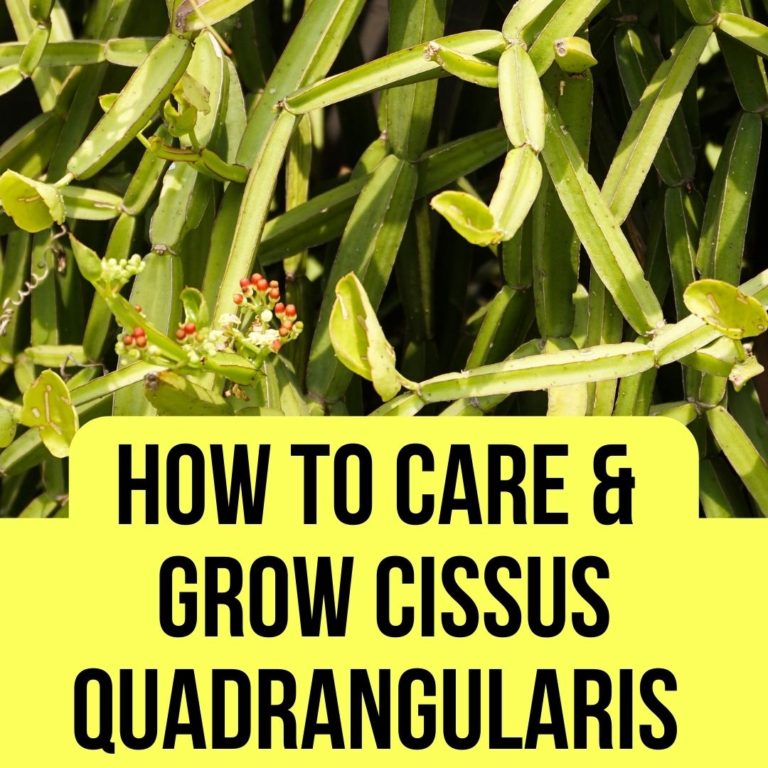Cissus Quadrangularis Plant