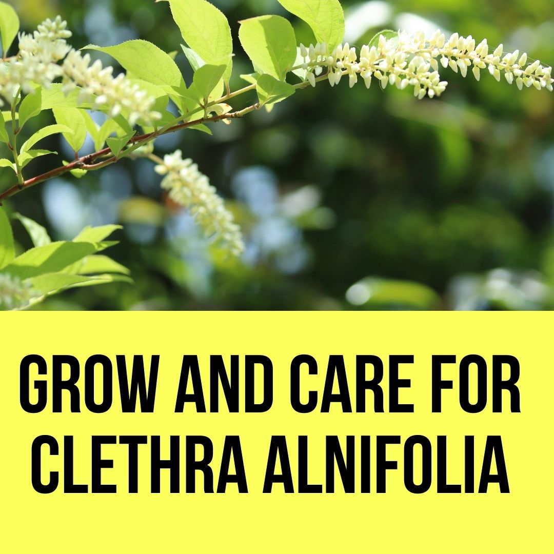 Grow and Care for Clethra Alnifolia