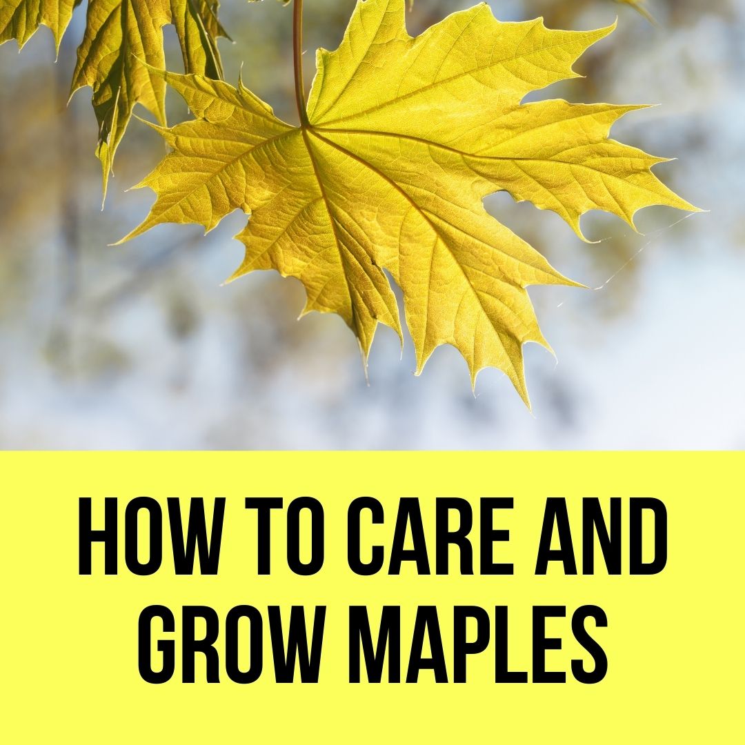 How To Care And Grow Maples