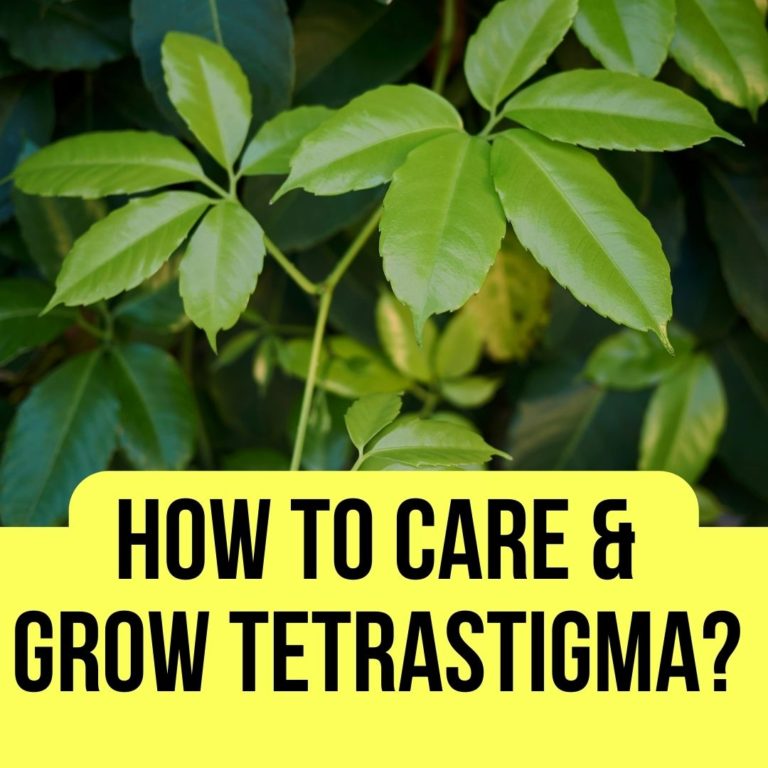 How To Care and Grow Tetrastigma Houseplant?