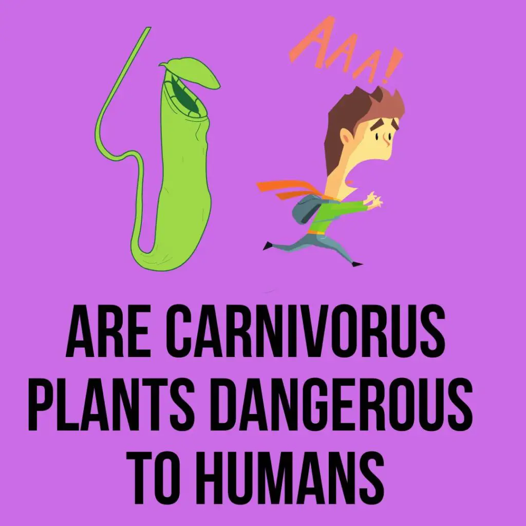 Are Carnivorus Plants Dangerous To Humans
