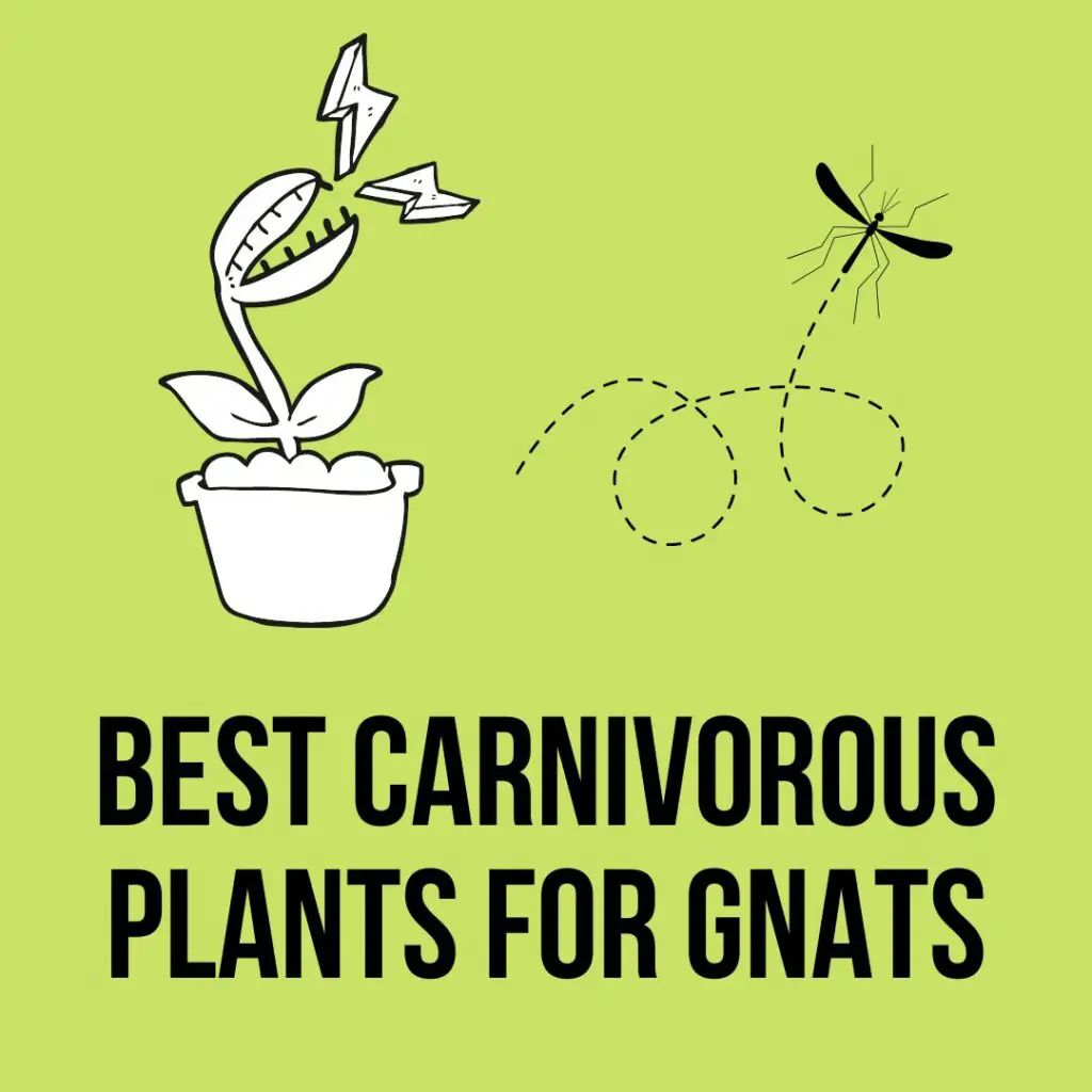 Best Carnivorous Plants For Gnats
