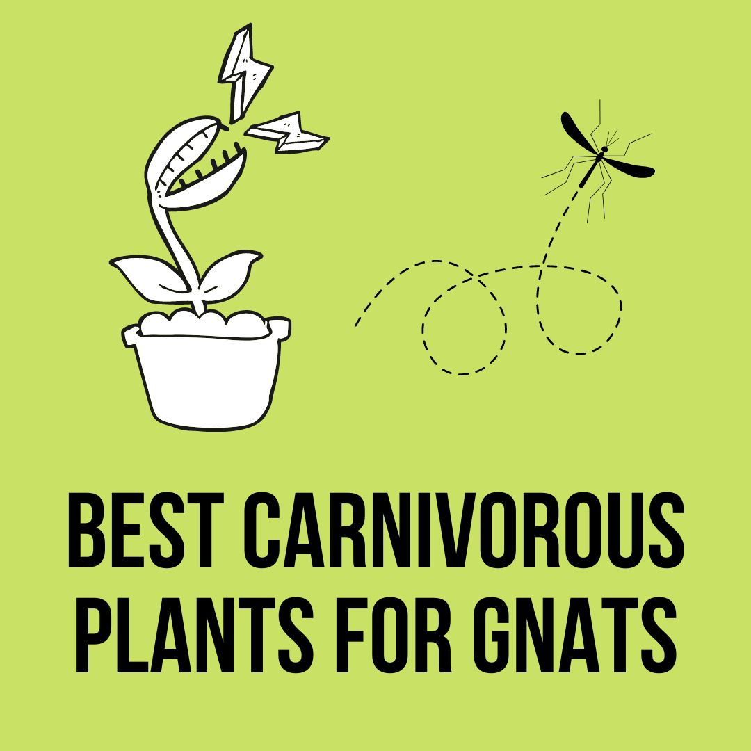 Best Carnivorous Plants For Gnats