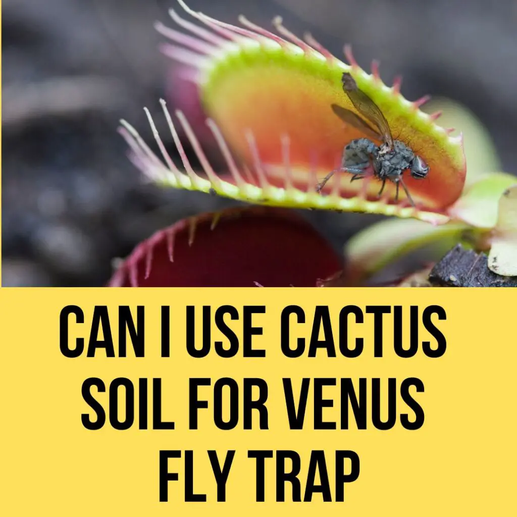 Can I Use Cactus Soil For Venus Fly Trap