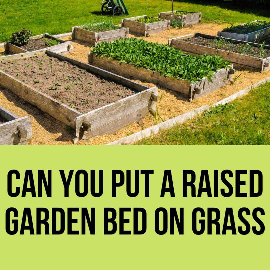 Can You Put A Raised Garden Bed On Grass