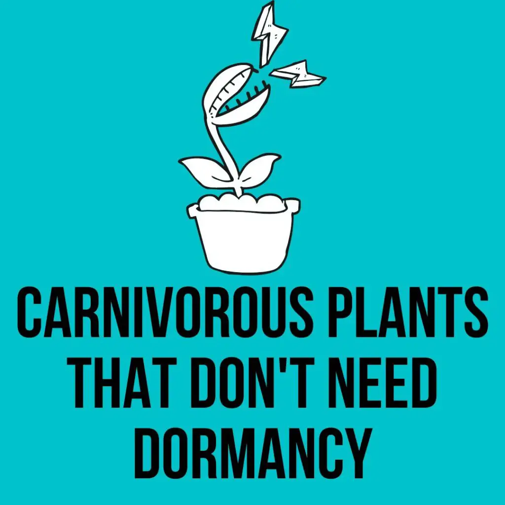Carnivorous Plants That Don't Need Dormancy