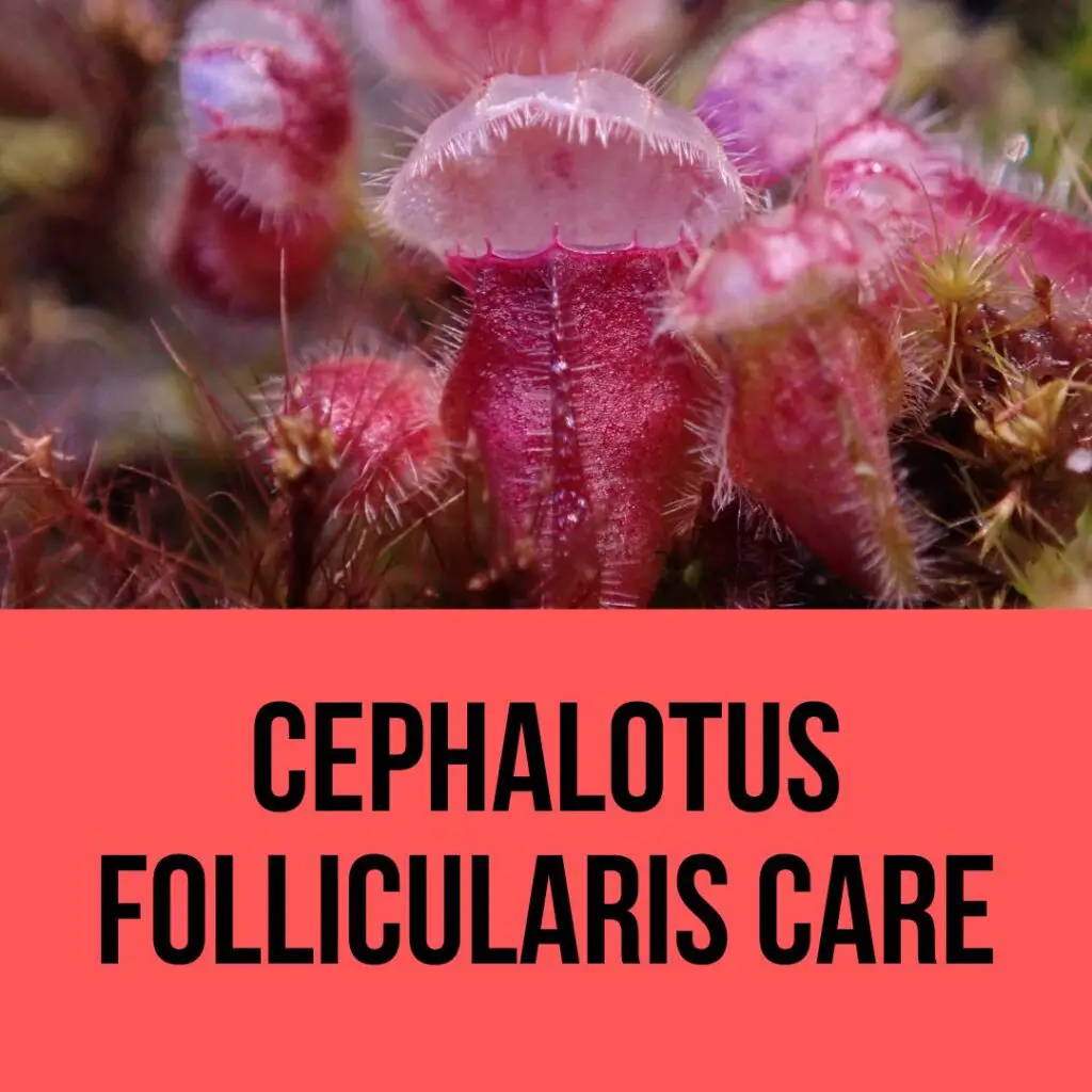 Cephalotus Follicularis Care