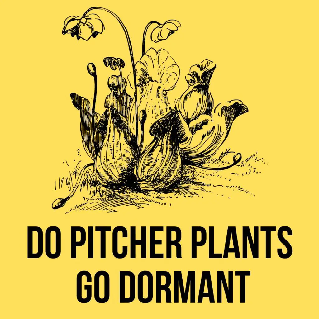 Do Pitcher Plants Go Dormant