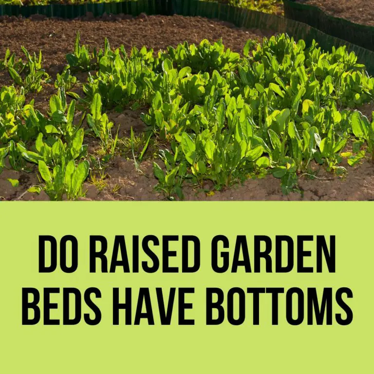 Do Raised Garden beds Have Bottoms? Easy Answer (2023)
