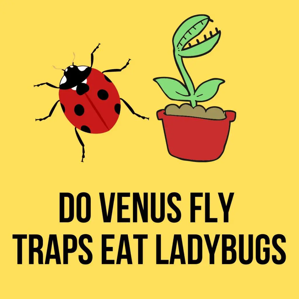 Do venus flytraps eat ladybugs