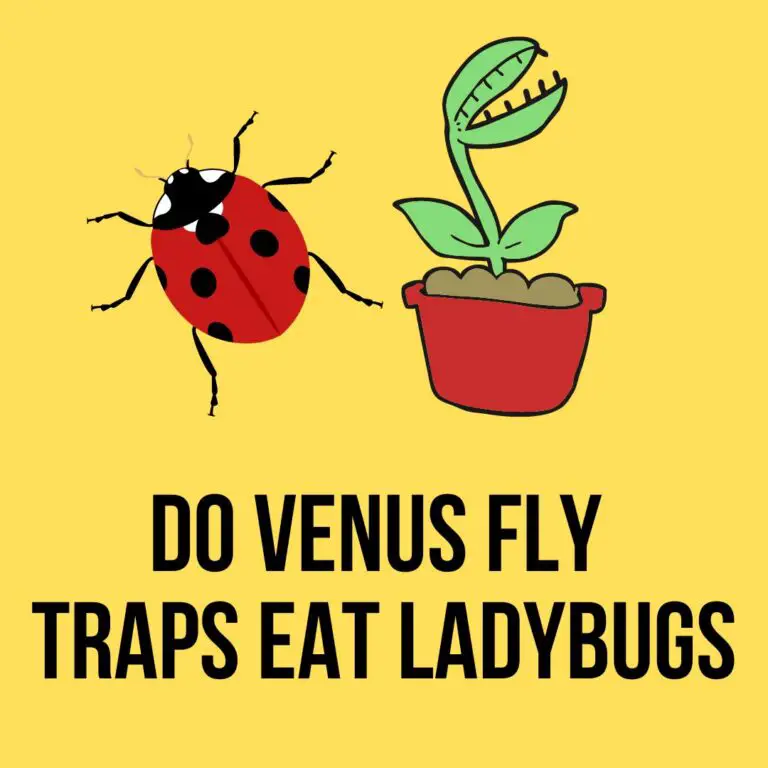 Do Venus Flytraps Eat Ladybugs? Easy Answer 2023