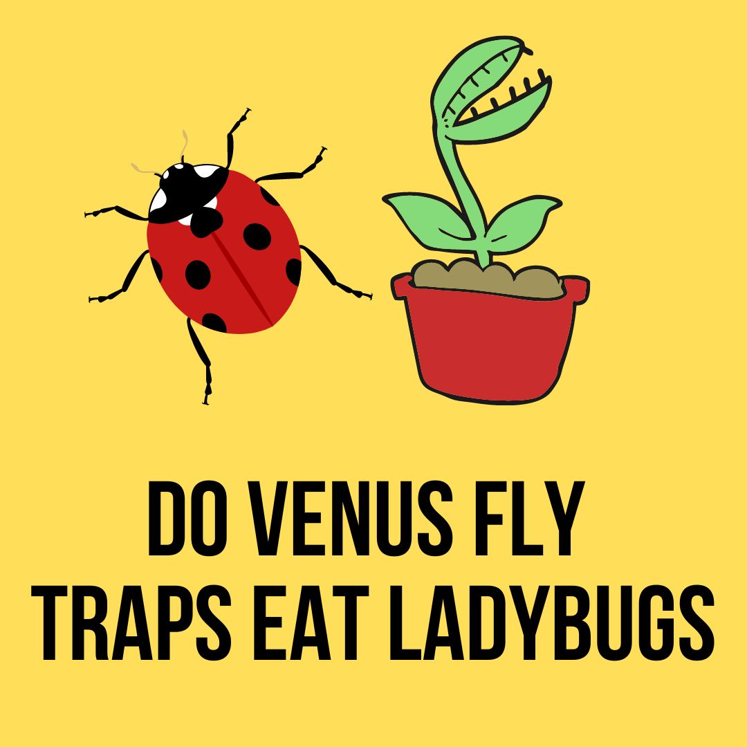 Do venus flytraps eat ladybugs