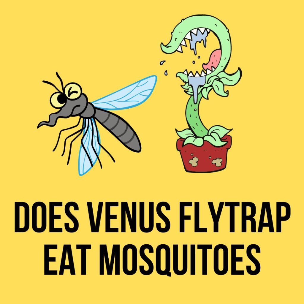 Do Venus Flytraps Eat Mosquitoes