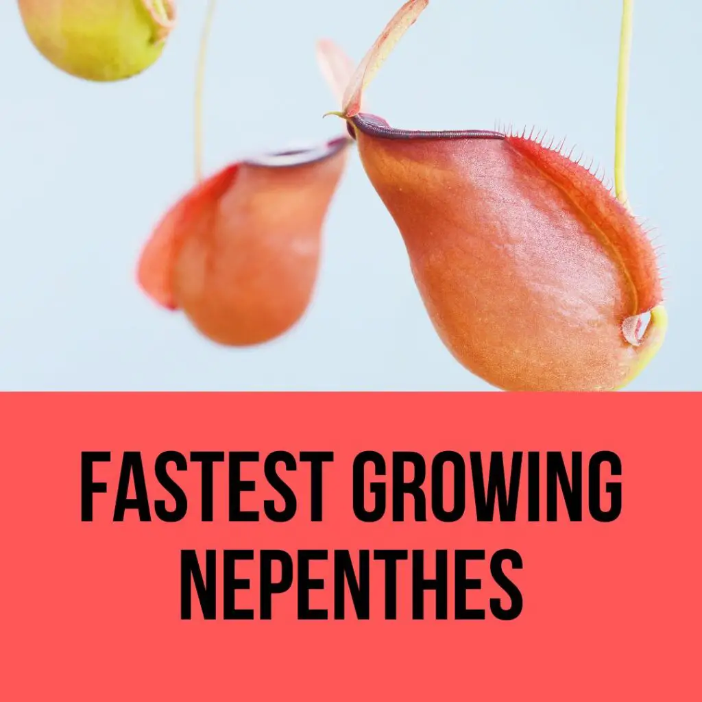 Fastest Growing Nepenthes
