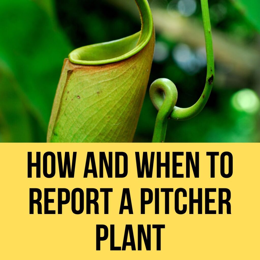 How And When To Repot A Pitcher Plant