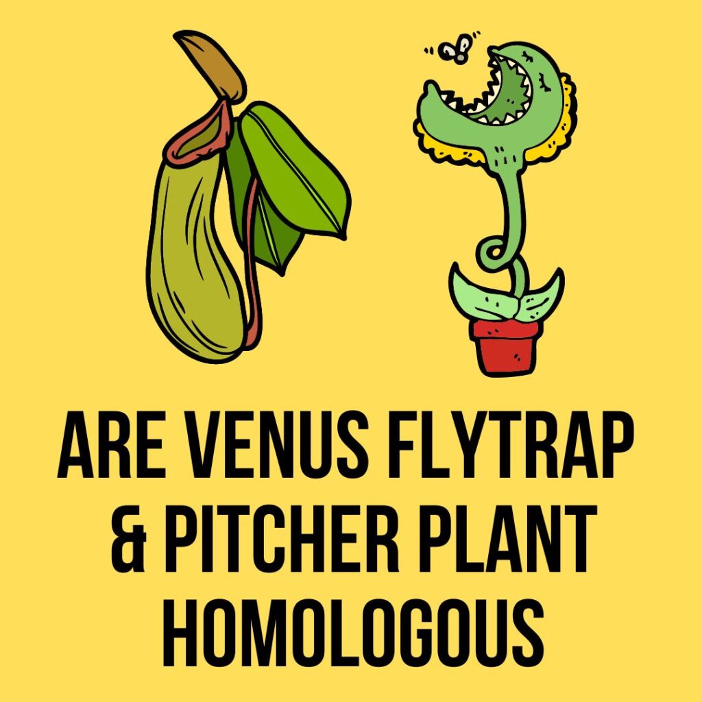 How Are Venus Flytrap And Pitcher Plant Homologous