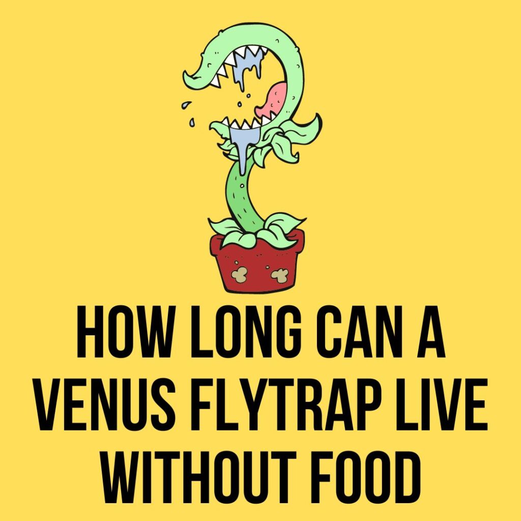 How long can a venus flytrap survive without food? 