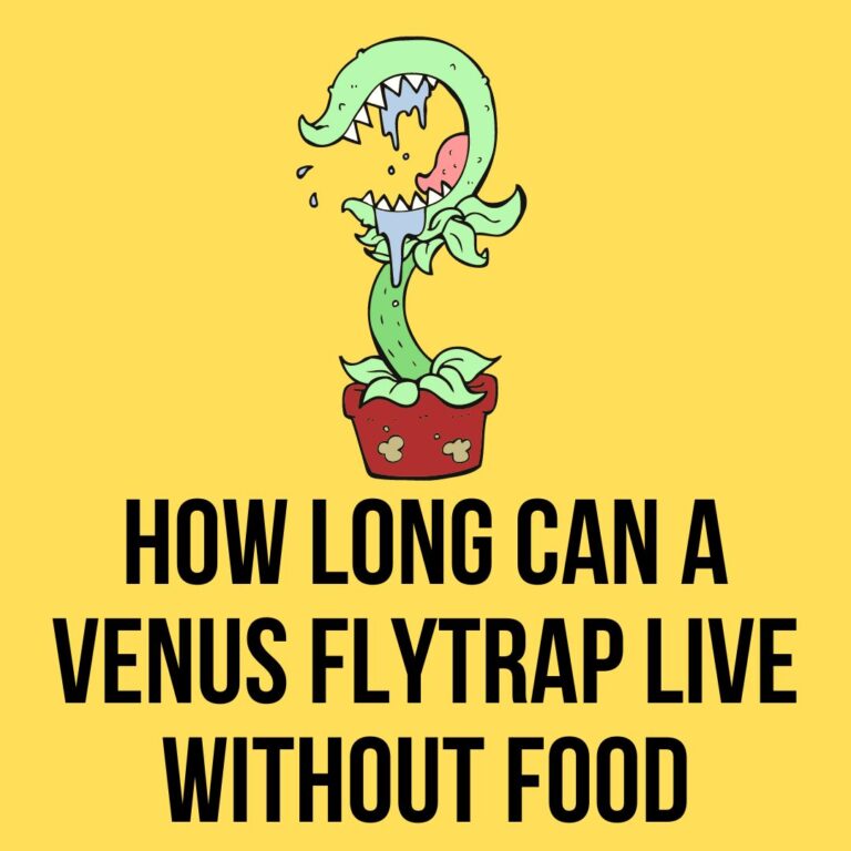 How long can a venus flytrap survive without food?