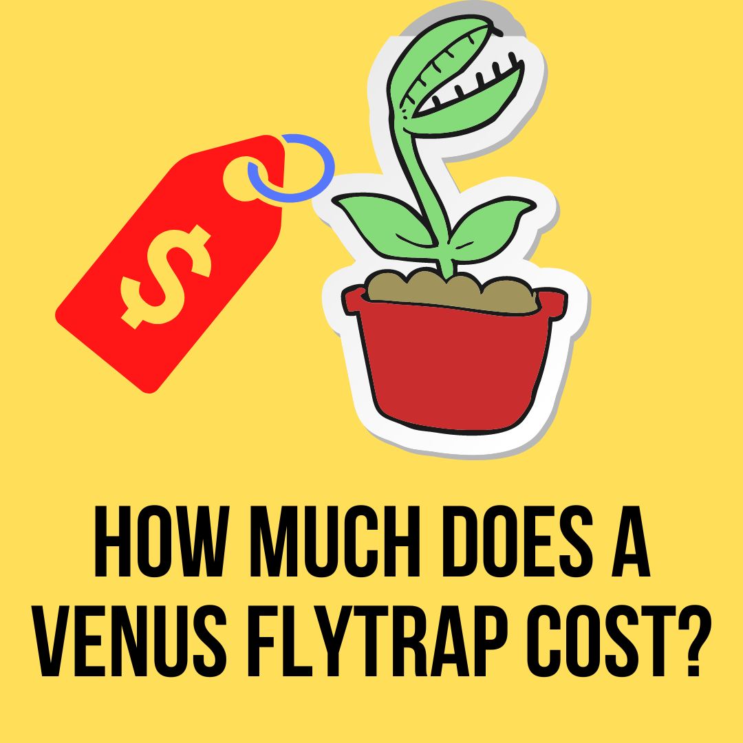 How Much Does A Venus Flytrap Cost? Easy Answer (2023)