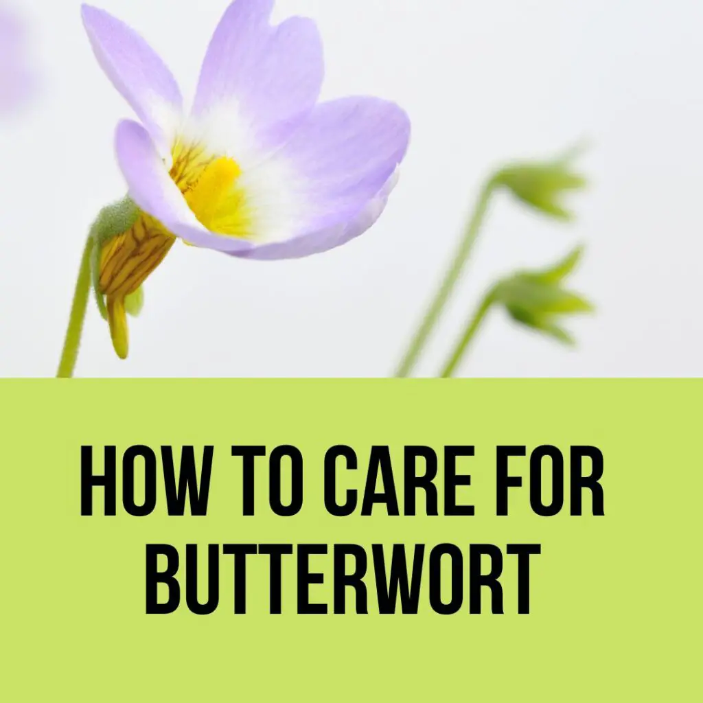 How To Care For Butterwort