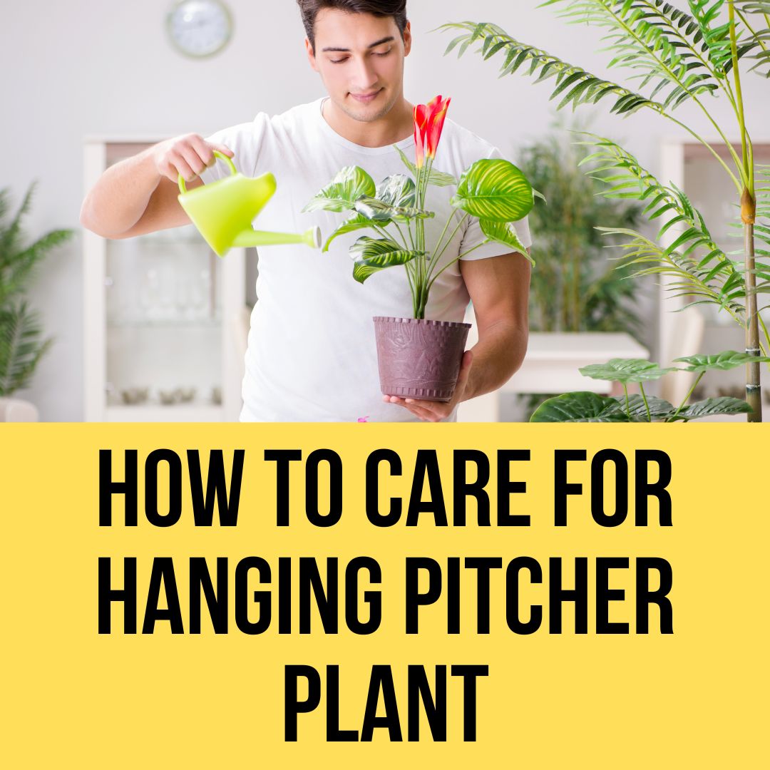 How To Care For Hanging Pitcher Plant in 2023? The Easy Way