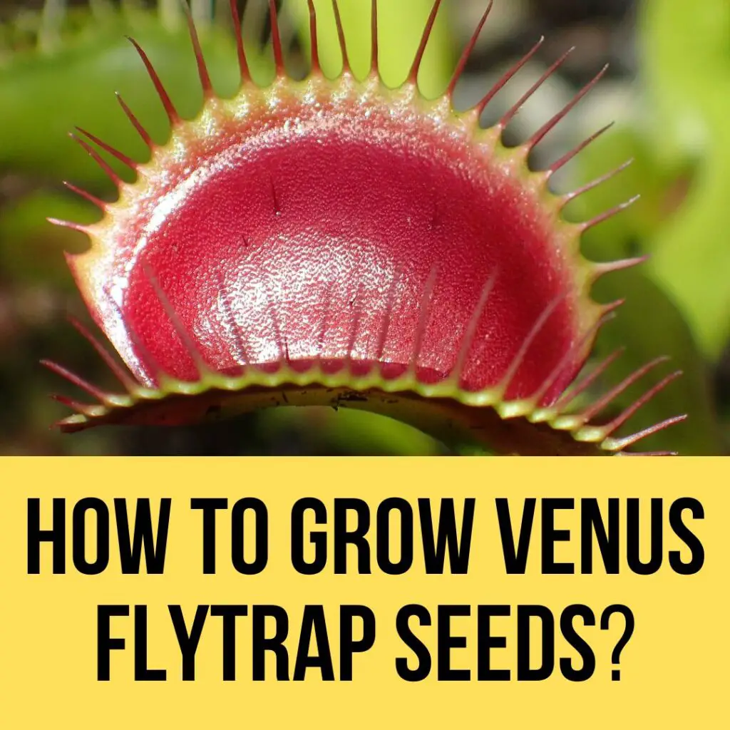 How To Grow Venus Flytrap From Seeds