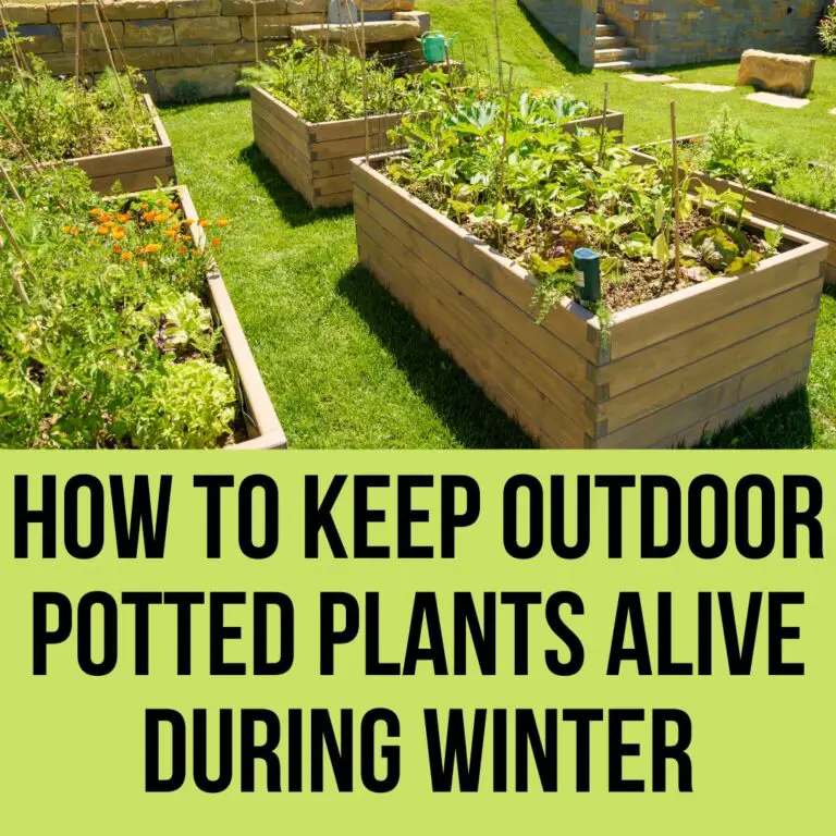 How To Keep Alive Outdoor Potted Plants In Winter? 2023 Guide