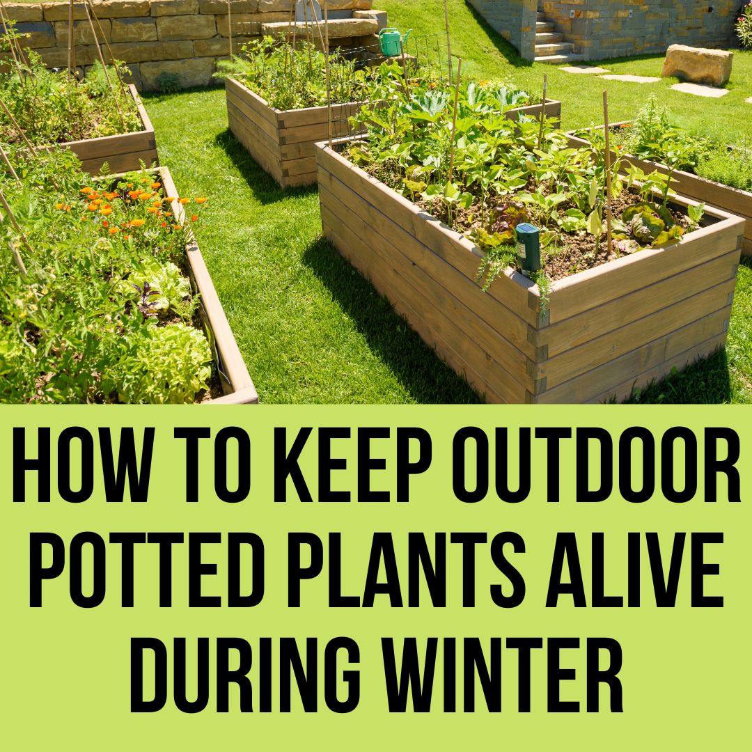 How To Keep Outdoor Potted Plants Alive During Winter