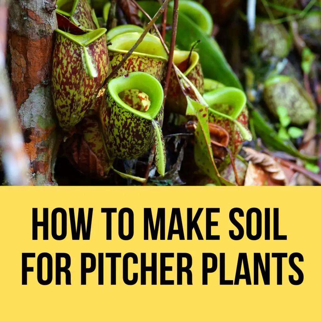 How To Make Soil For Pitcher Plants