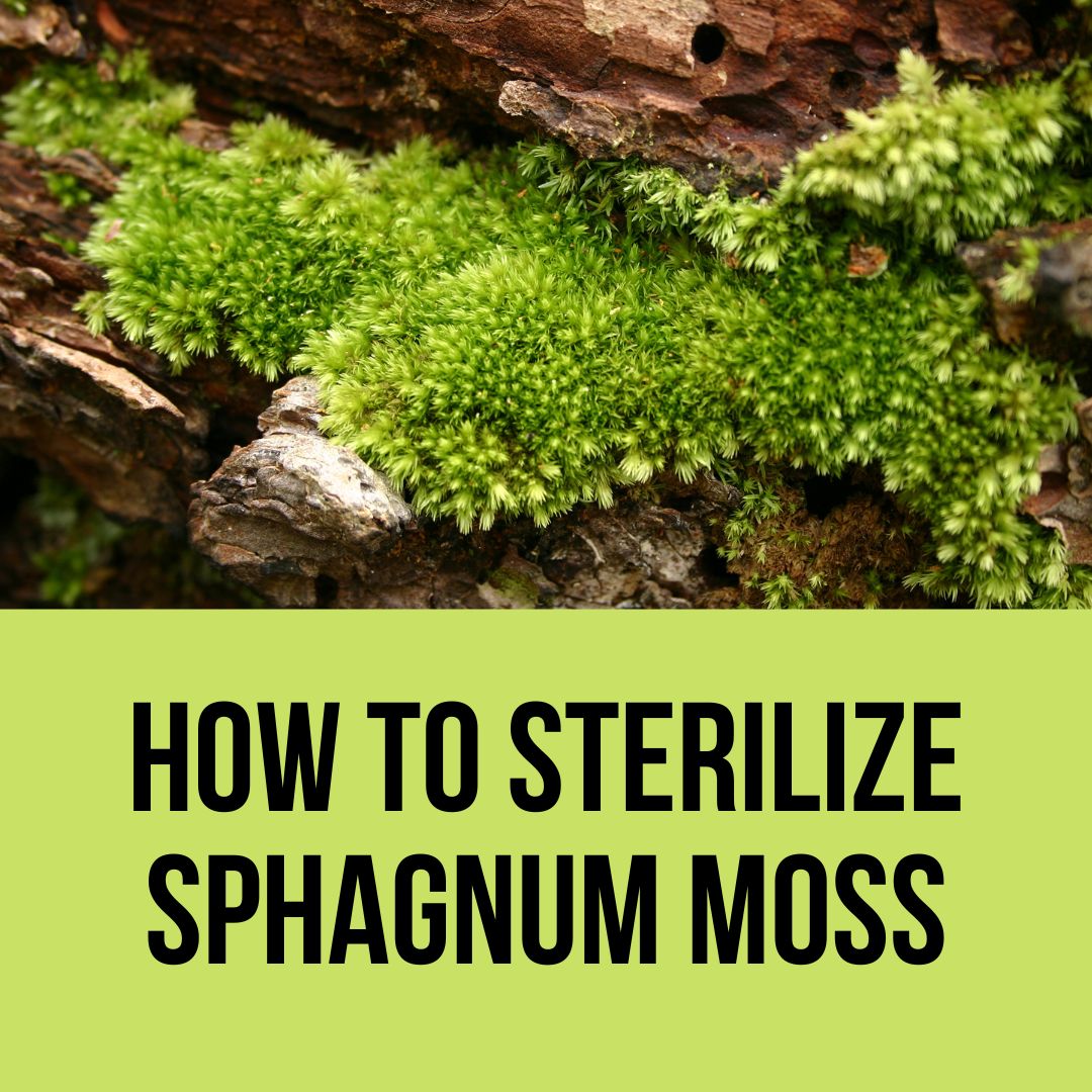 How To Sterilize Sphagnum Moss