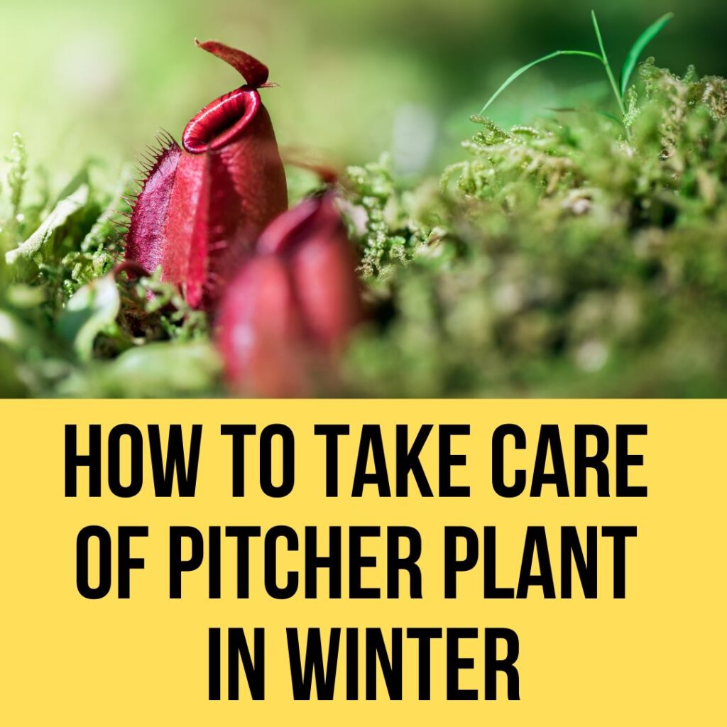 How To Take Care Of Pitcher Plant In Winter